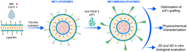 Graphical abstract: Metformin-encapsulating immunoliposomes conjugated with anti-TROP 2 antibody fragments for the active targeting of triple-negative breast cancer