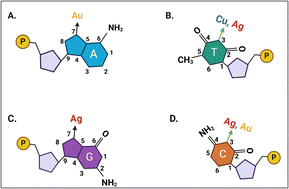 Graphical abstract: DNA-templated fluorescent metal nanoclusters and their illuminating applications