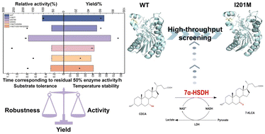 Graphical abstract: Not exclusively the activity, but the sweet spot: a dehydrogenase point mutation synergistically boosts activity, substrate tolerance, thermal stability and yield