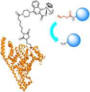 Graphical abstract: Albumin–ruthenium catalyst conjugate for bio-orthogonal uncaging of alloc group