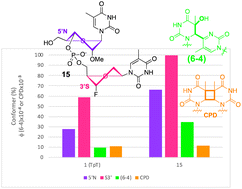 Graphical abstract: Selective enhancement of (6–4) photoproduct formation in dithymine dinucleotides driven by specific sugar puckering