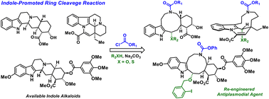 Graphical abstract: Chloroformate-mediated ring cleavage of indole alkaloids leads to re-engineered antiplasmodial agents
