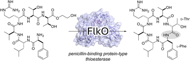 Graphical abstract: FlkO, a penicillin-binding protein-type thioesterase in cyclofaulknamycin biosynthesis