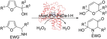 Graphical abstract: Preparative scale Achmatowicz and aza-Achmatowicz rearrangements catalyzed by Agrocybe aegerita unspecific peroxygenase