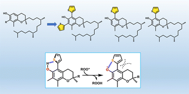 Graphical abstract: Kinetic study of the reaction of thiophene-tocopherols with peroxyl radicals enlightenings the role of O˙⋯S noncovalent interactions in H-atom transfer