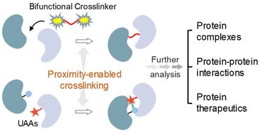 Graphical abstract: Advances in crosslinking chemistry and proximity-enabled strategies: deciphering protein complexes and interactions
