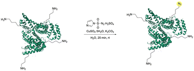 Graphical abstract: Rapid diazotransfer for selective lysine labelling