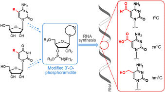 Graphical abstract: Chemistry of installing epitranscriptomic 5-modified cytidines in RNA oligomers
