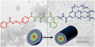 Graphical abstract: Regulating H2S release from self-assembled peptide H2S-donor conjugates using cysteine derivatives