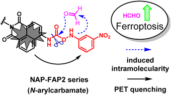 Graphical abstract: Fluorescent probes for formaldehyde based on formaldehyde-promoted C–N cleavage of azanyl carbamates