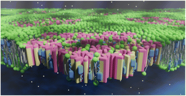 Graphical abstract: NMR and molecular simulation studies on the structure elucidation of the amphotericin B ion channel using 13C and 19F labelling