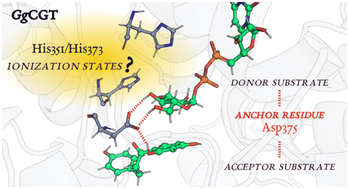 Graphical abstract: Structural analyses of Glycyrrhiza glabra C-glycosyltransferase: a molecular dynamics study to elucidate catalytically active complexes