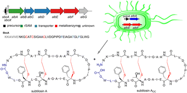 Graphical abstract: Production of subtilosin A in E. coli: insights into the head-to-tail macrocyclization