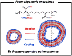 Graphical abstract: Shorter might be better: oligo(oxazoline)s for thermoresponsive polymersomes