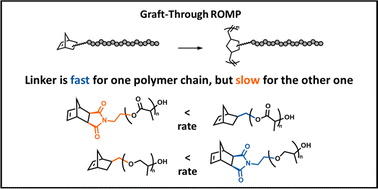 Graphical abstract: Effect of macromonomer chemical structure on the rate of grafting-through ring-opening metathesis polymerization