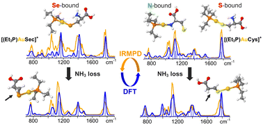 Graphical abstract: Vibrational analysis of auranofin complexes with cysteine and selenocysteine unveils distinct binding motifs and specific unimolecular reactivity