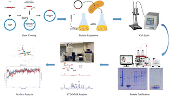 Graphical abstract: Insights into the molecular interactions between urease subunit gamma from MRSA and drugs: an integrative approach by STD-NMR and molecular docking studies