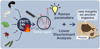 Graphical abstract: A new non-destructive method to decipher the origin of organic matter in fossils using Raman spectroscopy