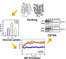 Graphical abstract: Dual inhibitory potential of ganoderic acid A on GLUT1/3: computational and in vitro insights into targeting glucose metabolism in human lung cancer