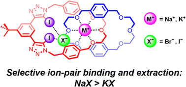 Graphical abstract: Selective sodium halide over potassium halide binding and extraction by a heteroditopic halogen bonding [2]catenane