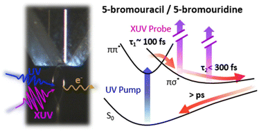 Graphical abstract: Dynamics of photoexcited 5-bromouracil and 5-bromo-2′-deoxyuridine studied by extreme ultraviolet time-resolved photoelectron spectroscopy in liquid flat jets