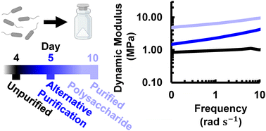 Graphical abstract: Engineering bacterial biomanufacturing: characterization and manipulation of Sphingomonas sp. LM7 extracellular polymers