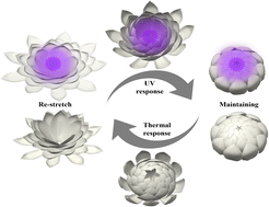 Graphical abstract: Photo-thermal staged-responsive shape memory polymers prepared by fused granular fabrication 4D printing
