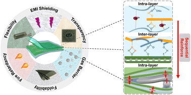 Graphical abstract: Sequential reinforcement of intra/interlayer interfaces to design flexible, transparent electromagnetic interference shielding film for “Green Electronics”