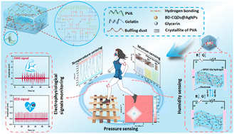 Graphical abstract: Collagen fiber-reinforced, tough and adaptive conductive organohydrogel e-skin for multimodal sensing applications