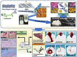 Graphical abstract: Bottom-up reconstitution design of a biomimetic atelocollagen microfibril for enhancing hemostatic, antibacterial, and biodegradable benefits