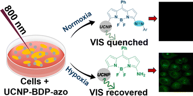 Graphical abstract: Multifunctional azo-BODIPY-functionalised upconversion nanoparticles as sensors of hypoxia in biological environments