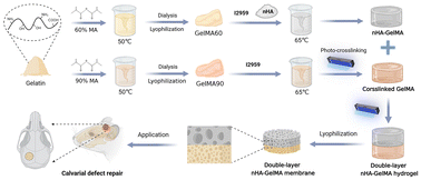 Graphical abstract: Development of a gelatin methacryloyl double-layer membrane incorporated with nano-hydroxyapatite for guided bone regeneration