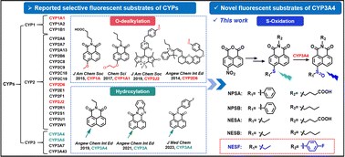 Graphical abstract: Discovery and evaluation of a novel selective fluorescent substrate for CYP3A4 based on sulfoxidation characteristics