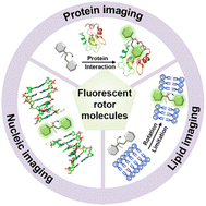Graphical abstract: A fluorescent molecular rotor for biomolecular imaging analysis