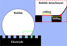 Graphical abstract: Contact line dynamics modulated by electrode roughness determines bubble detachment size