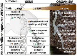 Graphical abstract: Commercial nano-enabled fertilizer: unveiling its mechanisms of toxicity in non-target soil invertebrate species using a high-throughput transcriptomics approach