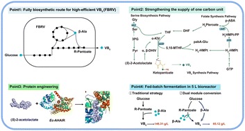 Graphical abstract: Enhancing vitamin B5 biosynthesis by multimodule optimization and protein engineering