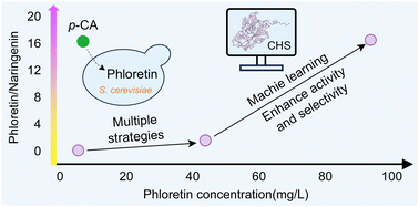 Graphical abstract: Machine learning-guided engineering of chalcone synthase enables high-selectivity phloretin biosynthesis in yeast