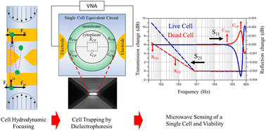 Graphical abstract: Label-free differentiation of living versus dead single yeast cells using broadband electrical impedance spectroscopy