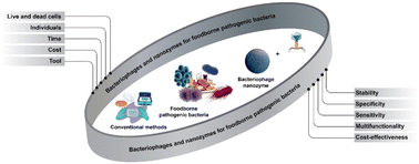 Graphical abstract: Synergistic effect between bacteriophages and nanozymes for hybrid dual recognition of pathogenic bacteria from water, food, and agricultural samples: promising new tools for sensitive and specific biosensing