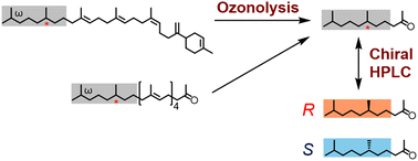 Graphical abstract: Isolation and structural determination of natural products bearing tetrahydrogenated isoprenoid side-chains at their ω-termini
