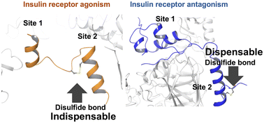 Graphical abstract: Modulation of insulin receptor activation through controlled folding of peptide ligands
