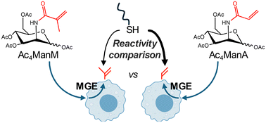 Graphical abstract: Efficient thiol–ene click reactions of acryloyl-labeled carbohydrates on mammalian cell surfaces