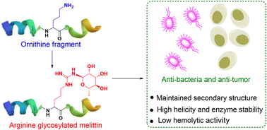 Graphical abstract: Arginine N-glycosylation of melittin enhances its bacteriostatic activity and antiproliferative therapeutic index