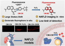 Graphical abstract: A self-assembled fluorescent probe for H2O2 detection in NAFLD diagnosis