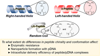 Graphical abstract: Plasmid DNA delivery using arginine-rich cell-penetrating l/d-peptides containing α-aminoisobutyric acids