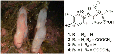 Graphical abstract: Ascidiolides, nitrogenous phthalides from the solitary ascidian Ascidia virginea from the Northeastern Atlantic, and structural revision of the closely related ascidines