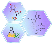 Graphical abstract: Morpholino-based phosphorothioate analogs via oxathiaphospholane chemistry: synthesis, structural insights and stability