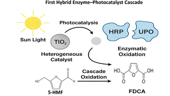 Graphical abstract: First hybrid enzyme–photocatalyst synergy for sustainable biomass conversion
