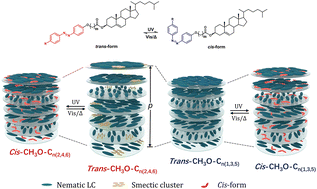 Graphical abstract: Precision engineering of cholesteryl azobenzene dimers: investigating the impact of spacer lengths and terminal groups on photo-responsiveness